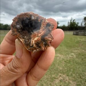 Polished Agatized Petrified Wood Geode - Brown and Cream Natural Stone